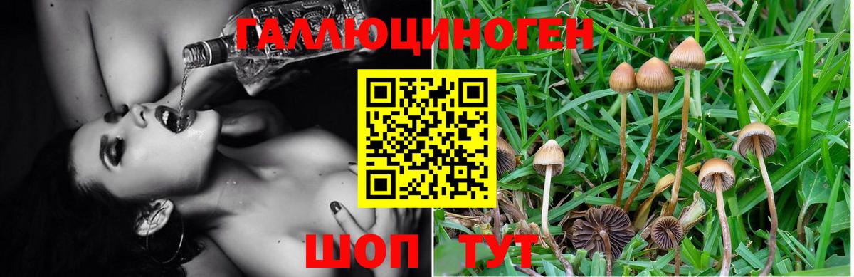 Галлюциногенные грибы Psilocybine cubensis Симферополь
